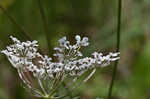 American wild carrot